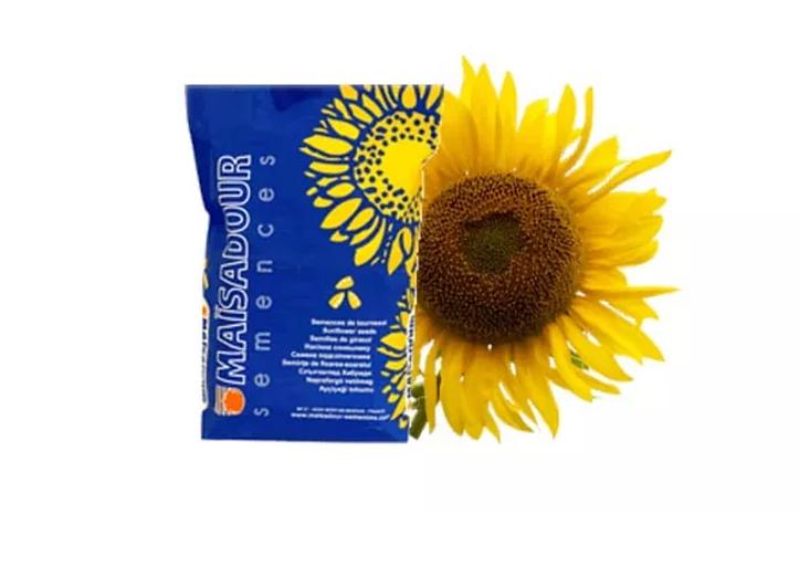 Гибриды семян подсолнечника Maisadour «МАС 89 М» ОПТ фото 1