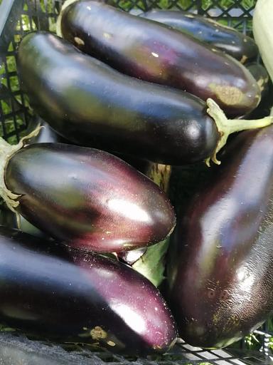 Семена посевные Баклажан крепыш F1, опт фото 2