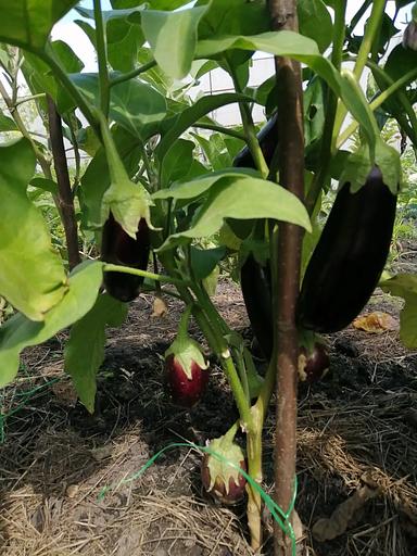 Семена посевные Баклажан крепыш F1, опт фото 4