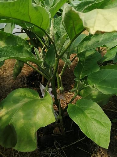 Семена посевные Баклажан крепыш F1, опт фото 5