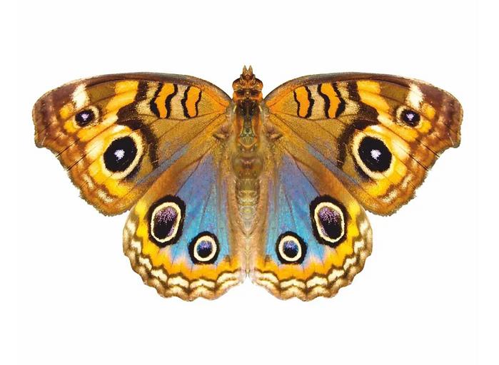 Деревянные пазлы «Юнония» S 27×15 см 92 детали фото 1