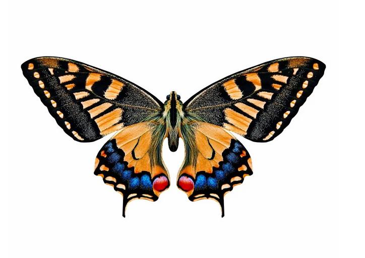 Деревянные пазлы «Махаон» S 26×14 см 126 деталей фото 1