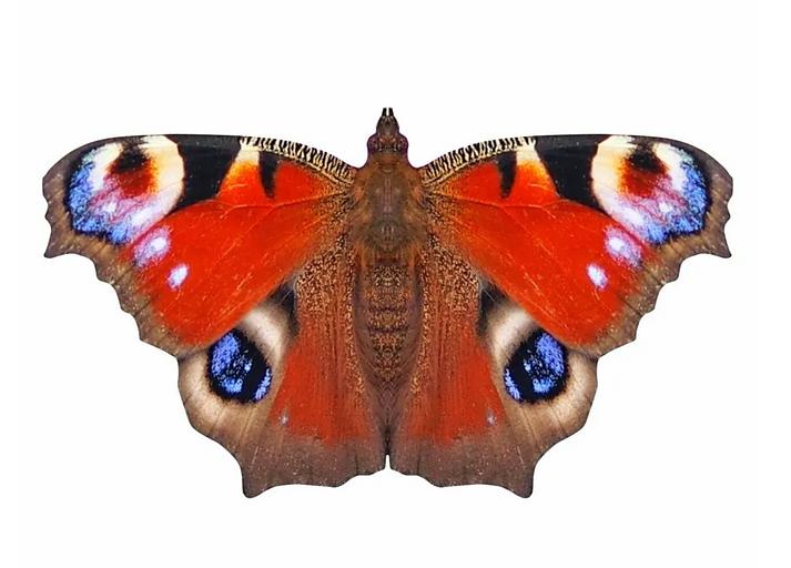 Деревянные пазлы «Павлиний глаз» S 25×14 см 153 деталей фото 1