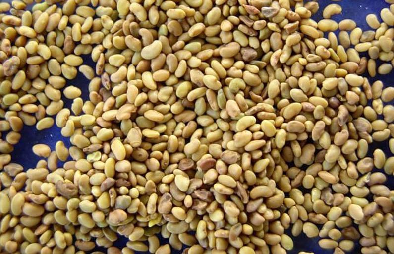 Люцерна посевная семена фото 1