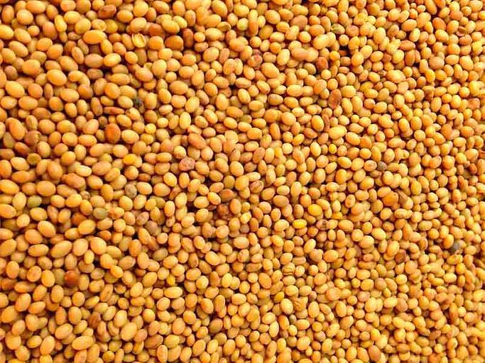 Семена клевера фото 1