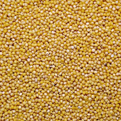 Посевные семена просо золотистое ЗолотаяНива ЭС фото 1