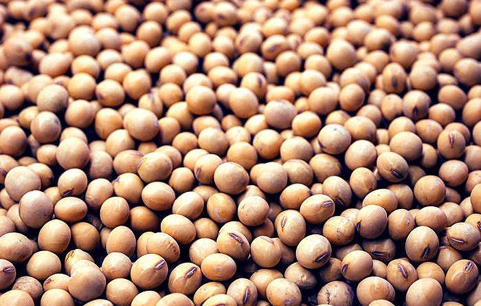 Посевные семена сои Натали РНС ЭС фото 1