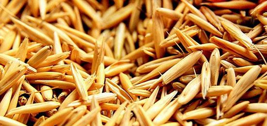 Посевные семена Ячмень озимый яровой сорт Ерема ЭС фото 1