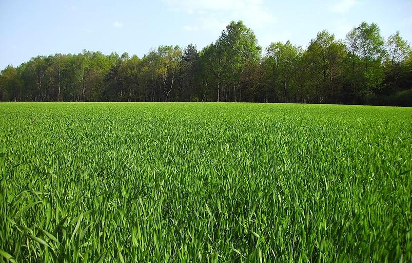 Семена кормовых травосмесей АгроВектор «Для ЛПХ» фото 2