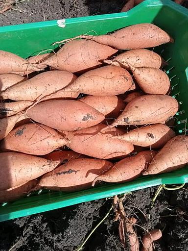 Батат (сладкий картофель) белый фото 1