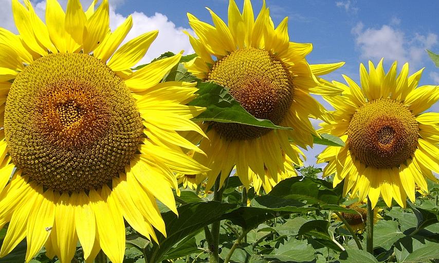 Семена подсолнечника гибрида LG 50479 SU-санэкспресс ОПТ фото 1