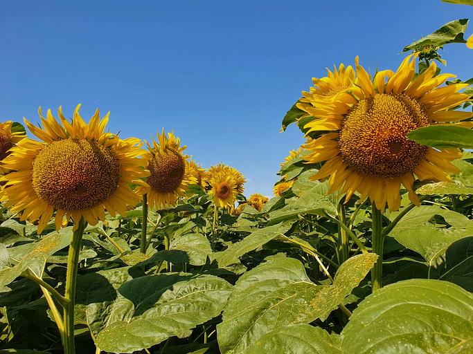 Семена подсолнечника гибрида LG 50479 SU-санэкспресс ОПТ фото 2