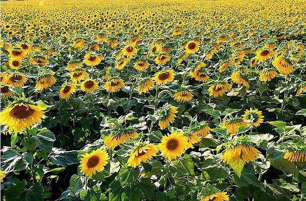 Семена подсолнечника гибрида LG 59580 SU-санэкспресс ОПТ фото 2