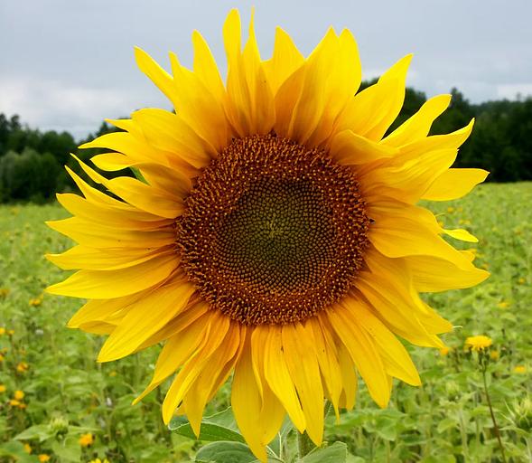 Семена подсолнечника гибрида LG 58630 CR ОПТ фото 2