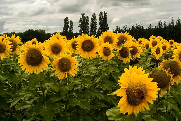 Семена подсолнечника гибрида LG 58630 CR ОПТ фото 3