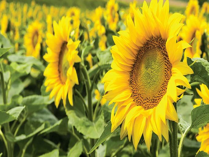 Семена подсолнечника гибрида LG 58630 CR ОПТ фото 4