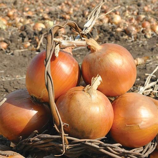 Лук тареско фото 1