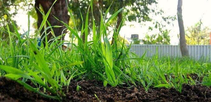 Торф низинный фото 1