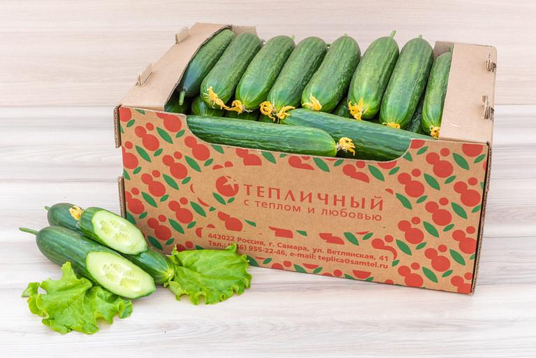Огурец свежий, Самара, опт фото 1