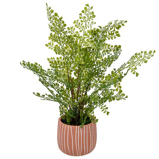 Папоротник курчавый в керамическом горшке, Д120 Ш120 В480 фото 1