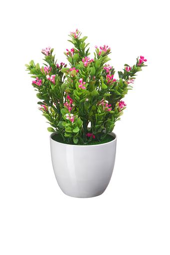 Нертера в кашпо, Д90 Ш90 В220, розовый фото 1