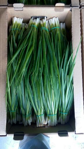 Лук зелёный Alice Garden 50 г ОПТ фото 8