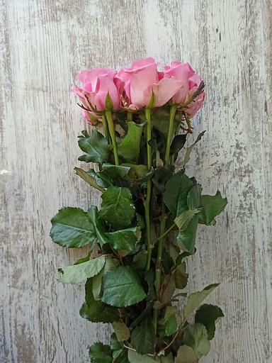 Розы сорта Ревиваль ОПТ фото 2