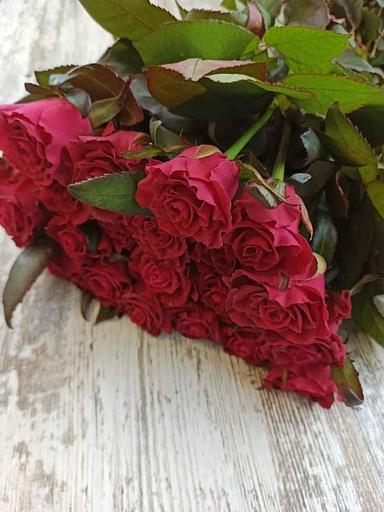 Розы сорта Адмирал ОПТ фото 1