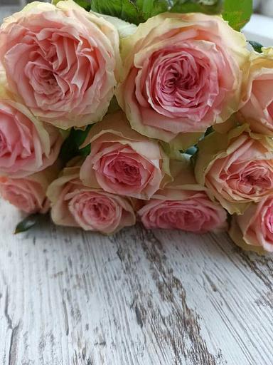 Розы сорта Кантри Спирит Принцесса ОПТ фото 1