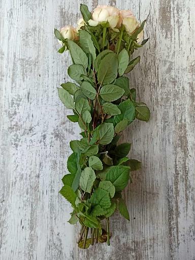 Розы сорта Кантри Спирит Принцесса ОПТ фото 2