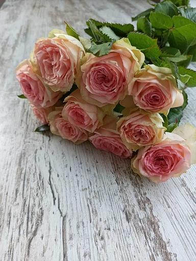 Розы сорта Кантри Спирит Принцесса ОПТ фото 3