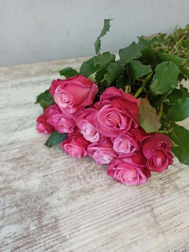 Розы сорта Дип Вотер ОПТ фото 1