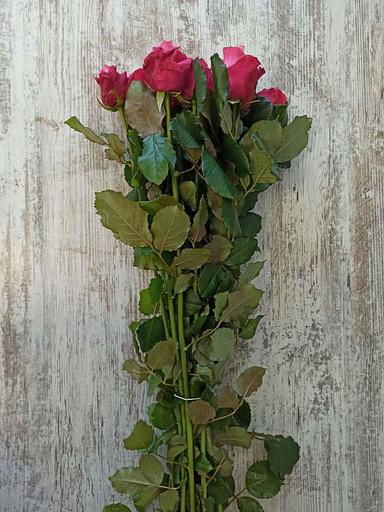 Розы сорта Дип Вотер ОПТ фото 3