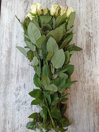 Розы сорта Айвори Талеа ОПТ фото 1