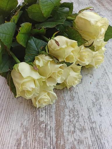 Розы сорта Айвори Талеа ОПТ фото 2