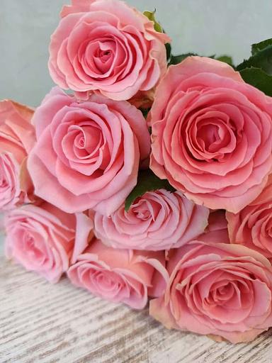 Розы сорта Софи Лорен ОПТ фото 1