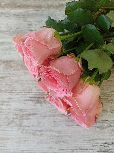 Розы сорта Софи Лорен ОПТ фото 2