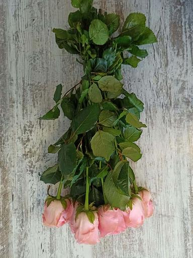 Розы сорта Софи Лорен ОПТ фото 4