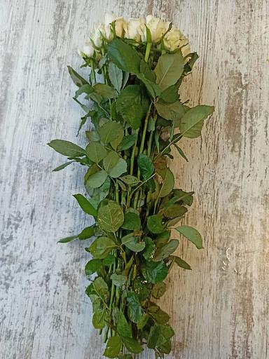 Розы сорта Свит Ревиваль ОПТ фото 4