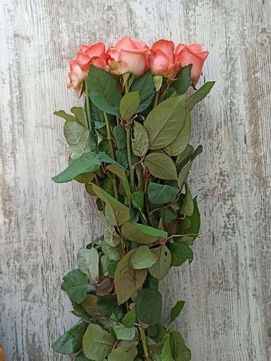 Розы сорта Жиардина ОПТ фото 4