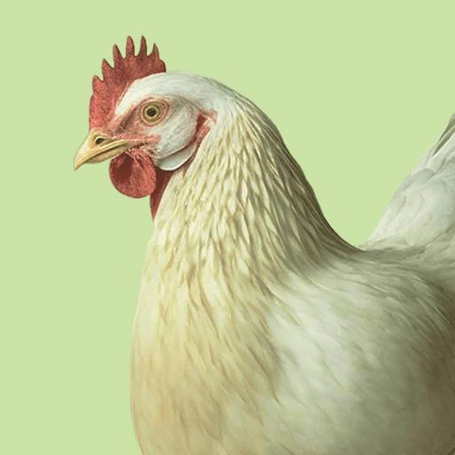 Бройлер тауықтарына арналған толық түйіршіктелген жем ПК-6 фото 1