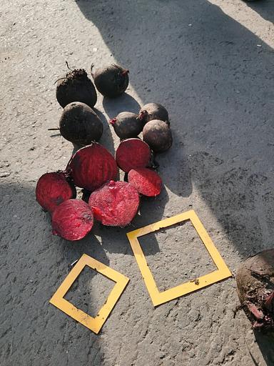 Жаңа піскен қызылша фото 1