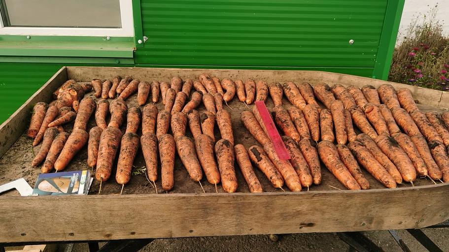 Морковь столовая свежая фото 1