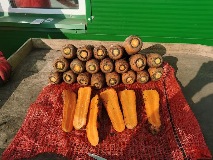 Морковь столовая свежая фото 2