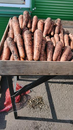 Морковь столовая свежая фото 3