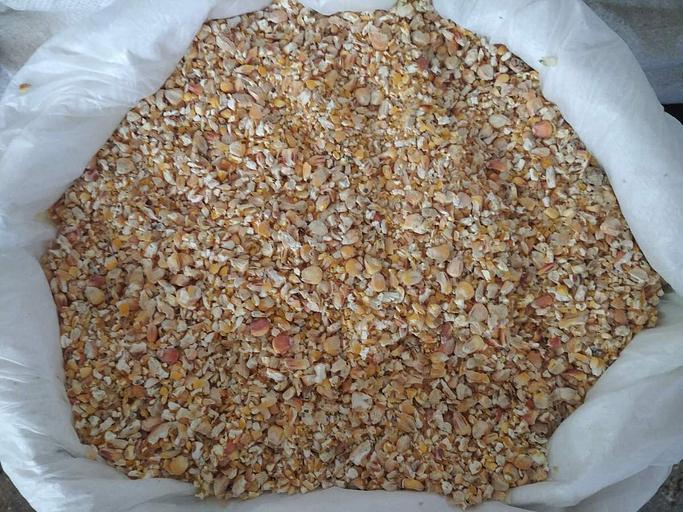 Кукуруза молотая кормовая фото 1